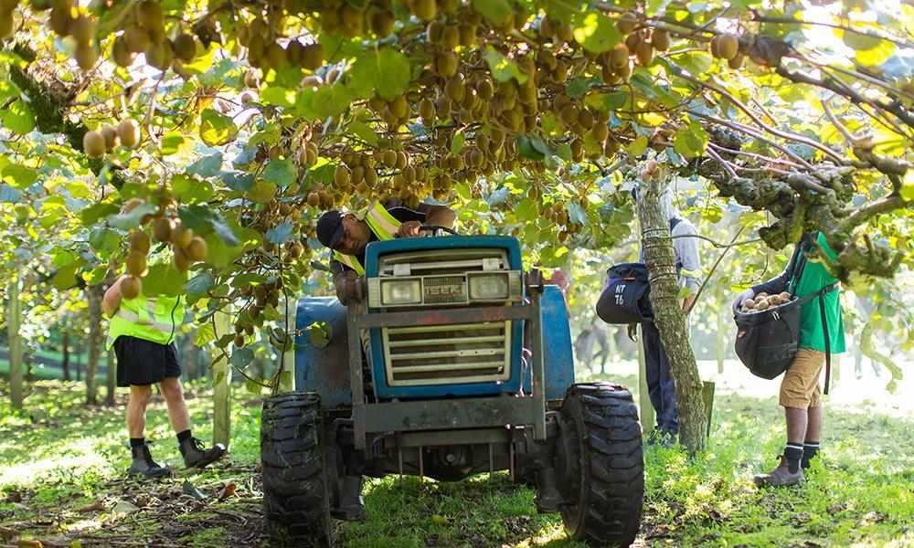 Harvesting of Kiwi fruit