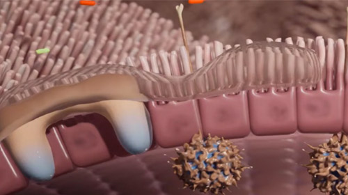 Evelo Mechanism Of Action