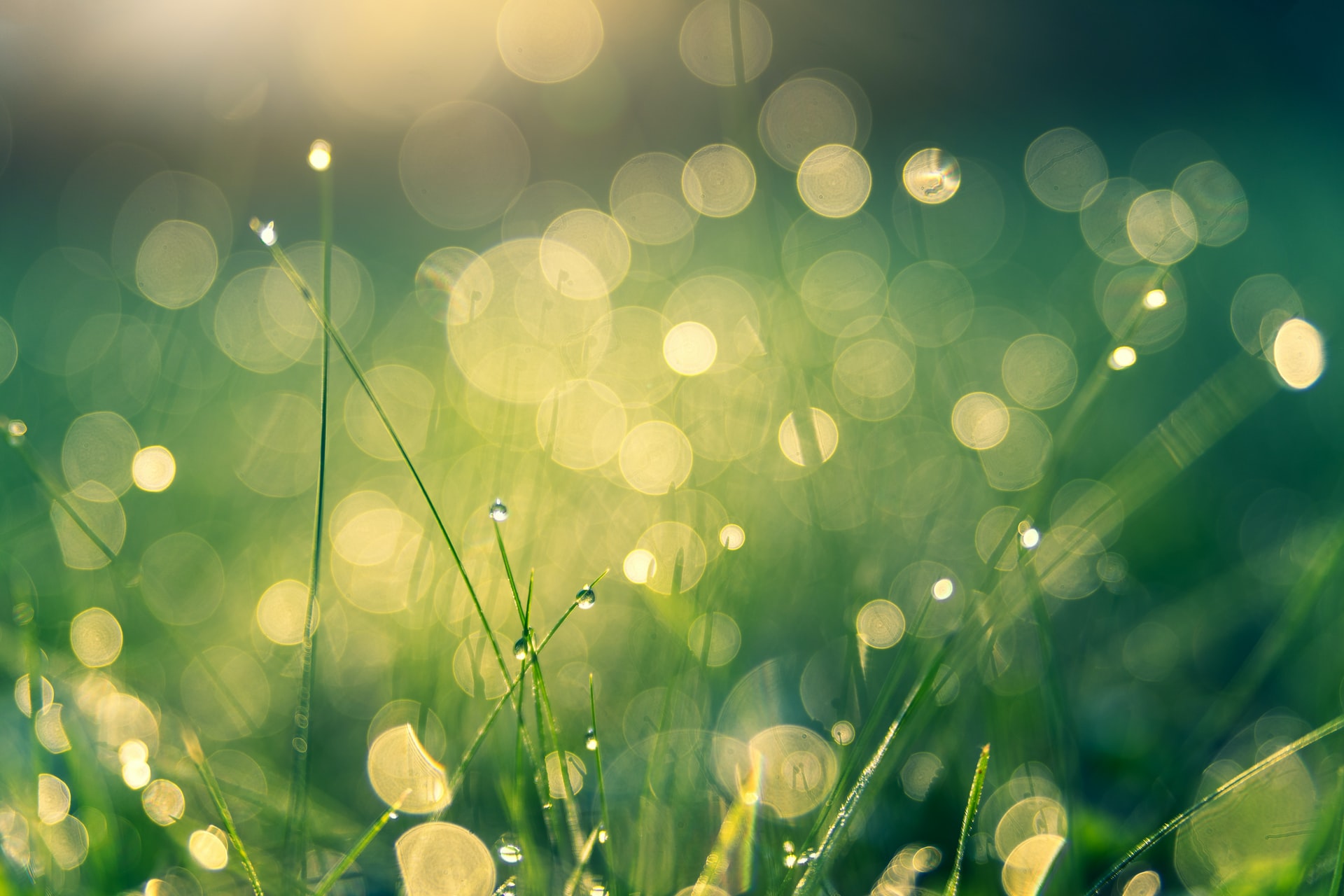 Green Grass with Morning Dew on it