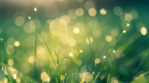 Wet Green Grass with Dew on its Blades